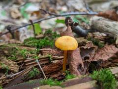 Pluteus chrysophlebius
