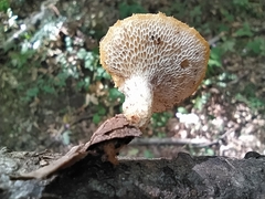 Polyporus tuberaster