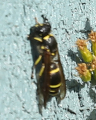 Ancistrocerus