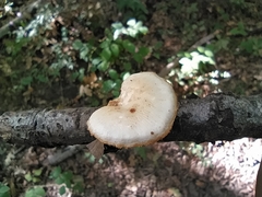 Polyporus tuberaster
