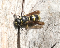 Euodynerus foraminatus