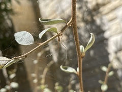 Tetragnathidae