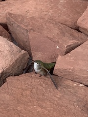 Selasphorus platycercus