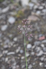 Poa glauca