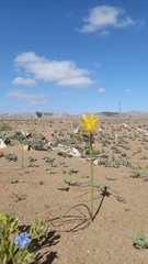 Zephyranthes bagnoldii