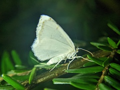 Macaria pustularia