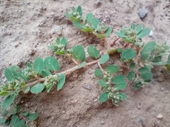 Euphorbia stictospora