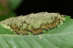 Phalera bucephala