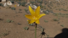 Zephyranthes bagnoldii