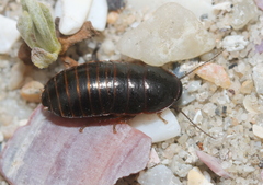 Blaberidae