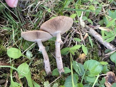 Cyclocybe erebia