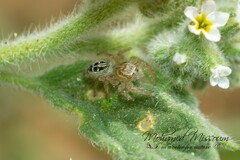 Thyene imperialis