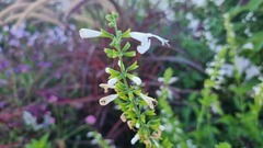 Clinopodium nepeta