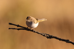 Phylloscopus bonelli