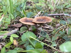Cyclocybe erebia