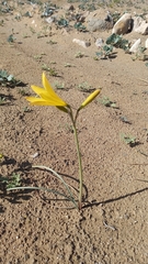 Zephyranthes bagnoldii