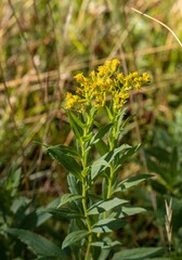 Solidago lepida