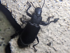 Alobates pensylvanicus