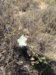 Calystegia macrostegia