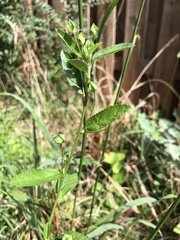 Sida rhombifolia