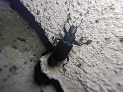 Alobates pensylvanicus