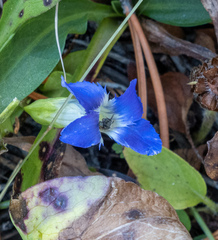 Gentianopsis thermalis