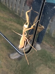 Stagmomantis limbata