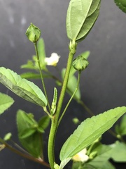 Sida rhombifolia