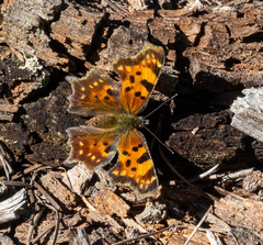 Polygonia faunus