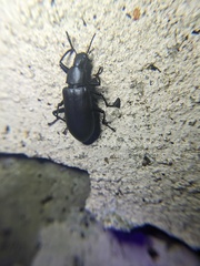 Alobates pensylvanicus