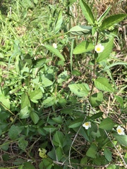 Sida rhombifolia