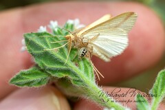 Thyene imperialis