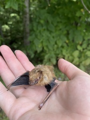 Perimyotis subflavus