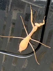 Stagmomantis limbata