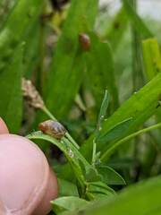 Succinea putris