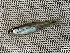 Notropis hudsonius