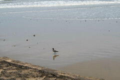 Calidris virgata