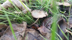 Psathyrella longipes