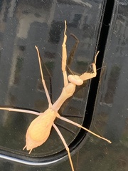 Stagmomantis limbata