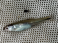 Notropis hudsonius