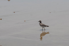 Calidris virgata