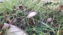 Psathyrella longipes