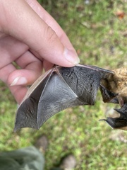 Perimyotis subflavus