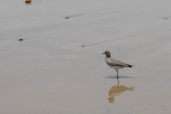 Calidris virgata