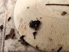 Nepomorpha
