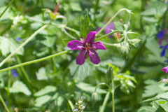 Geranium caespitosum