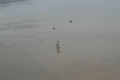 Calidris virgata