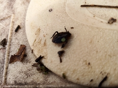 Nepomorpha