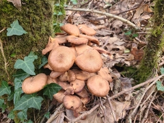 Armillaria socialis