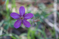 Geranium caespitosum